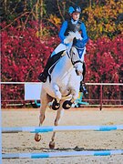 пони-класс конкур, выездка 