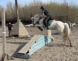 Кобыла 2016 гр, 155 вх