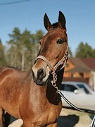 Конкурная кобыла 