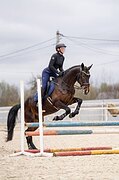 МЕРИН В КОНКУР / ХОББИ