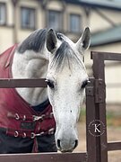 МЕРИН В ЛЮБУЮ ДИСЦИПЛИНУ