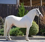 Уэльский пони жеребец