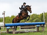 Полукровная кобыла в спорт