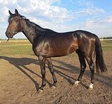 ЖЕРЕБЕЦ В КОНКУР/ТРОЕБОРЬЕ