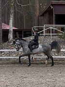 Мерин 
