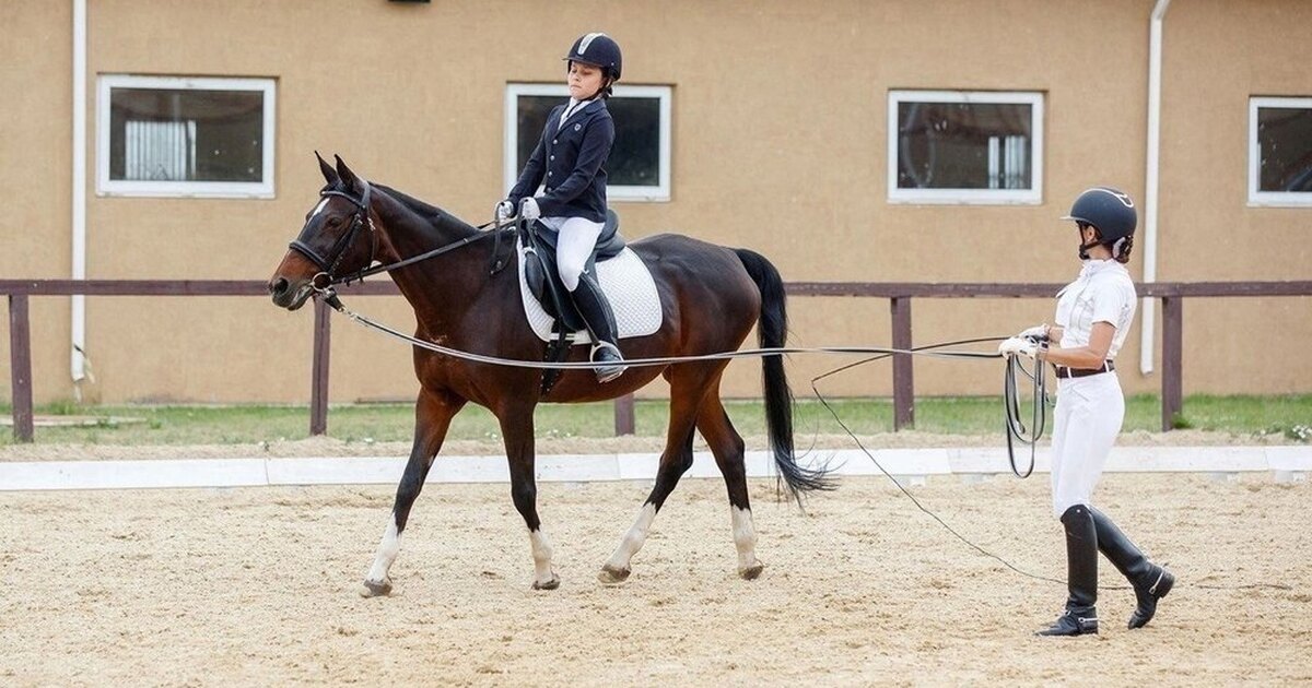 томаровка конные прогулки. годовалая лошадь. лошадь новгороде. конная школа гагарин. лошадь новгороде.