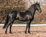 Кросс фриза