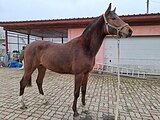 ЖЕРЕБЕЦ В ЛЮБУЮ ДИСЦИПЛИНУ