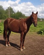 Русская рысистая 