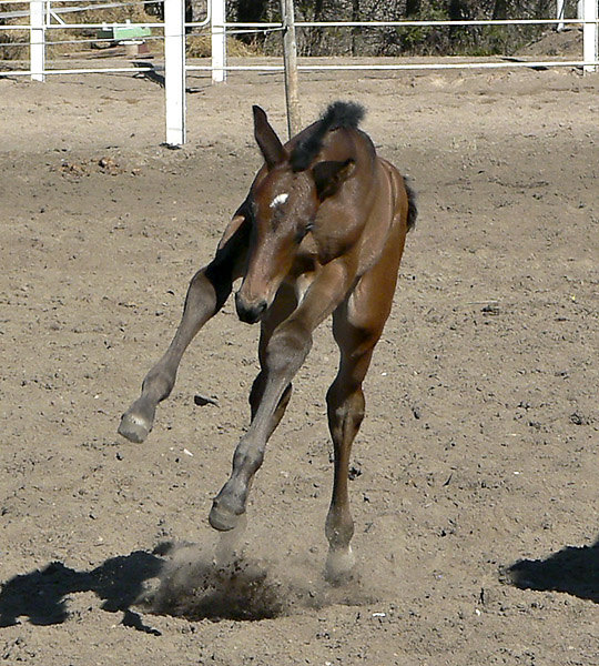 Пока без имени. Клейсты, Рига, 25.03.2007