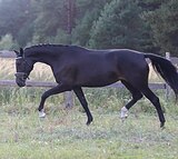 ВЫСОКАЯ КОБЫЛА В ХОББИ / МАТ