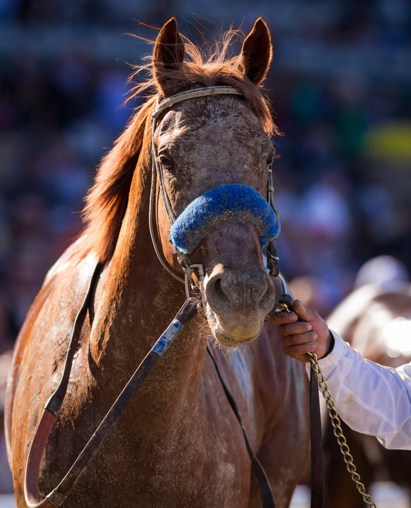 Ипподром Santa Anita 2012 год, скачка Grey Goose Breeders' Cup Juvenile - Gr. 1