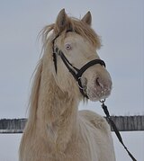 Голубоглазый парень редкой