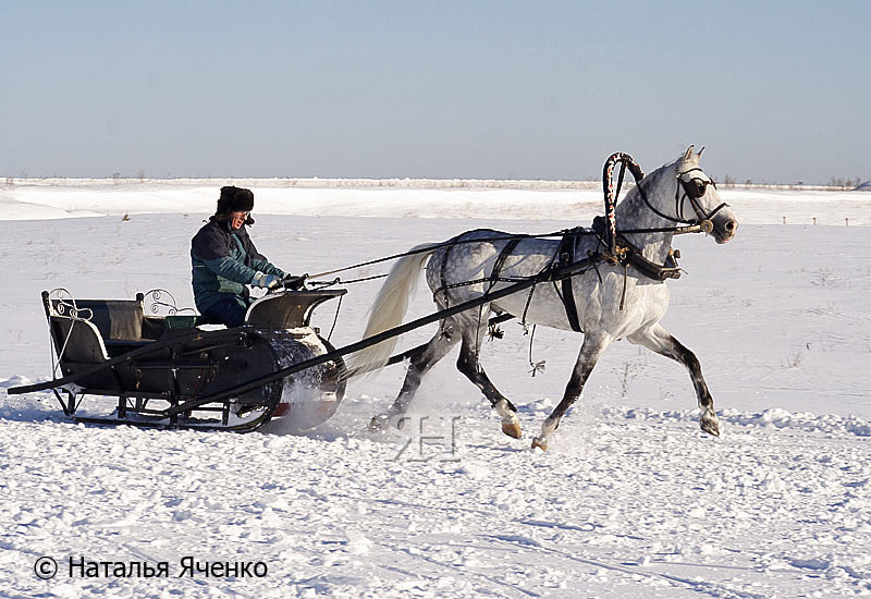 Потомок Барса I