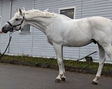 Gод уверенного всадника