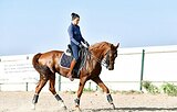 Малый Приз, ППЮ, ППД