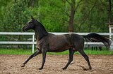Ахалтекинский жеребец