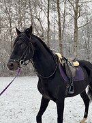 ПСЛ жеребец