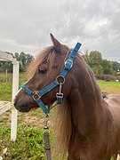 ШИКАРНЫЙ ПОНИ ПОД НАЧИНАЮЩ