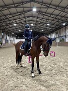 ????ЧЕСТНЫЙ МЕРИН В КОНКУР!!???