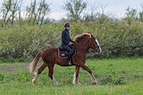 Жеребец кросс-шайр