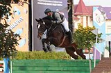 Мерин Zangersheide