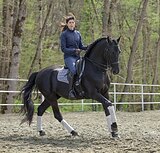 ЖЕРЕБЕЦ РЕДКОЙ ПОРОДЫ