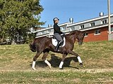 Выездковая кобыла 
