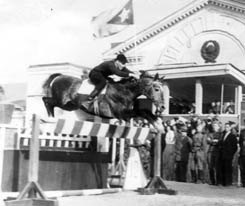 жеребец Талант, ахалтекинской породы. 1955 год.