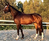 ЖЕРЕБЕЦ В ХОББИ • СПРАВЛЯЮ