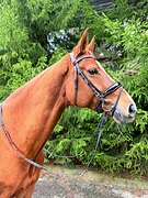 Цена снижена! Конкур, троеб