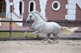 Андалуз юношеские езды 