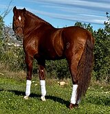 Рыжий андалуз