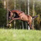 ГАННОВЕРСКИЙ ЖЕРЕБЧИК