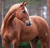 УНИВЕРСАЛЬНЫЙ ТУРНИРНЫЙ М