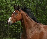 Молодой мерин в спорт