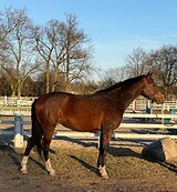 3/4 немецкое происхождение 