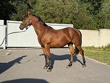Манго