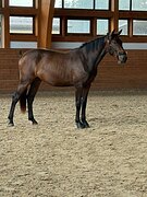 Молодая кобыла 