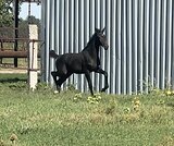 Хилари Ми (Landgraf, Ramiro Z)