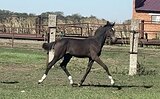 ЛАВИКОН (Ladykiller,Ramiro Z)