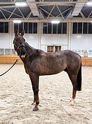 БУРЫЙ ГАННОВЕРСКИЙ МЕРИН