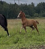 Лошади в спорт молодняк 