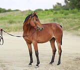 Мерин 2020 гр, 155 вх