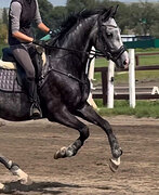 Мерин Орловский рысак