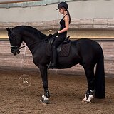 ЖЕРЕБЕЦ 178 СМ В ХОЛКЕ