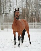 МОЛОДАЯ КОБЫЛА, ЗАЕЗЖЕНА