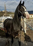 МОЛОДОЙ ЖЕРЕБЧИК, ОПОВОЖЕН