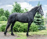 Орлово фризская кобыла 