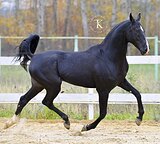 АХАЛТЕКИНСКИЙ МЕРИН